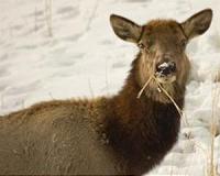 Elk herd dies after falling through ice in Colorado