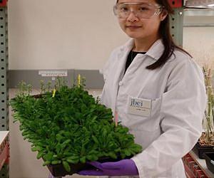 Engineering plants for biofuels
