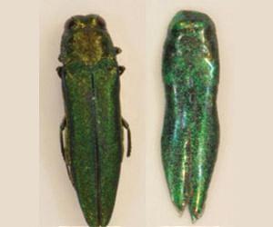 Tiny wasp takes on invasive pest killing U.S., Canadian ash trees