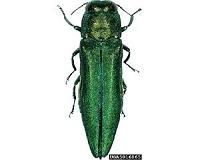 International standards reducing insect stowaways in wood packaging material