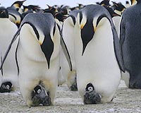 Emperor Penguins March Toward Extinction