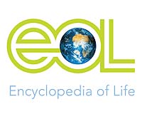 MBL Creates Portal for Online Macroscope To Explore Life's Mysteries