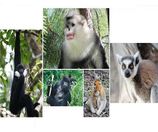 Trafficked endemic lemurs, tortoises returned to Madagascar