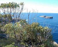 No logging at protected Tasmanian forest: Australia