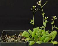 Scientists reprogram plants for drought tolerance