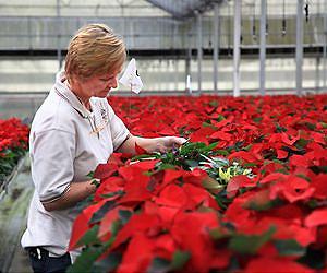 Researchers Use Banker Plants to Help Battle Whitefly Pests