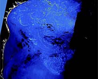 Envisat Captures First Image Of Sargassum From Space