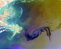 Tuna study reveals oil pollution causes heart problems