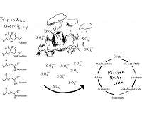 Enzyme-free krebs cycle may have been key step in origin of life on Earth