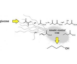 Studying the evolution of life's building blocks