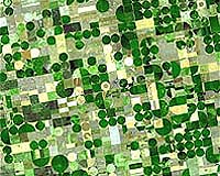 Crop Diversity Key To Ensuring Global Food Supply