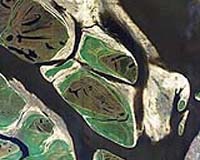 Predatory snail wrecks California oysters