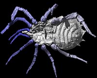 Scary Ancient Spiders Revealed In 3D Models