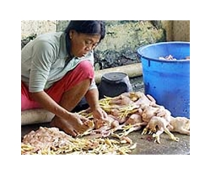 Study: All chickens have Asian roots