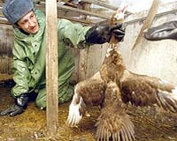 UN Body Says EU Ban On Wild Bird Imports Won't Help Stop Bird Flu