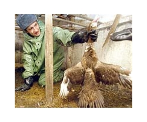 Suspected new bird flu outbreak in Romania
