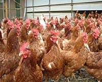 Re-Writing The Book On A Devastating Poultry Disease