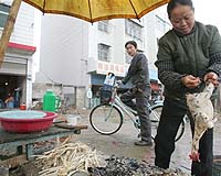China's human H7N9 bird flu cases pass 100 in January