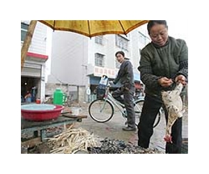 China media urge eating poultry despite bird flu