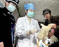 China reports bird flu death