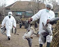 Germany introduces bird flu test for ducks, geese