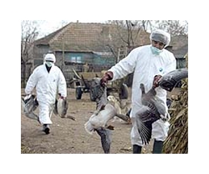 Dutch okays mutant bird flu study's publication