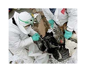 Woman dies in China from bird flu: government