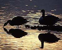 Dutch cull ducks amid bird flu fears in poultry heartland