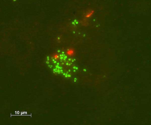 Microbes produce oxygen in the dark