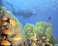 Eritrean coral reefs provide hope for global marine future