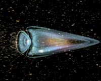 The Moon And The Magnetotail