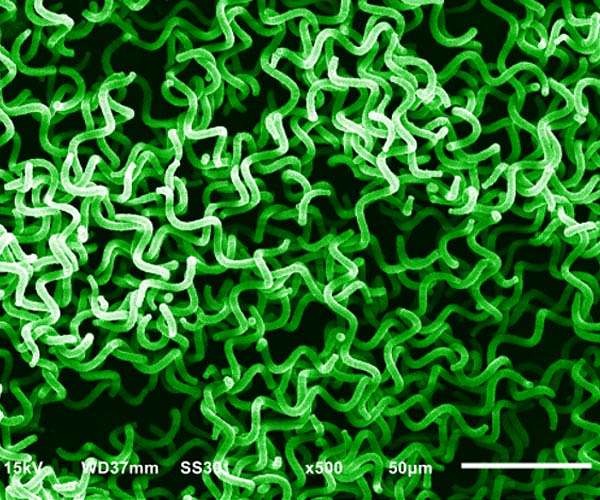 Why Expanding the Search for Climate-Friendly Microalgae is Essential