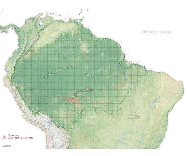 UN says forests should form key plank of COP30