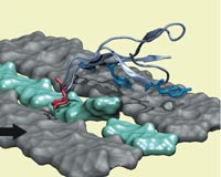 Scientists Use Supercomputer to Target Ethanol Cellulose Bottleneck