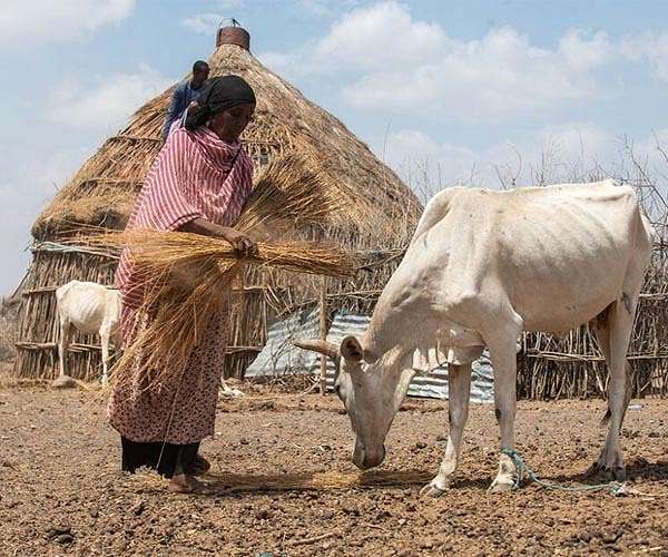 Livestock insurance offers hope to drought-hit Somalis