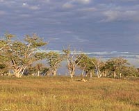 Fires Regenerate African Grassland