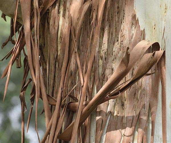 Tree Bark Found to Remove Methane from the Atmosphere
