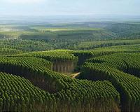 Landless Brazilians in GM eucalyptus protest