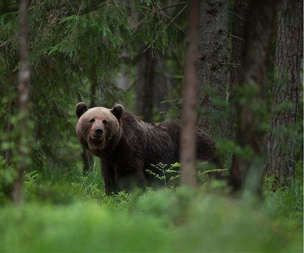 Romania to cull nearly 500 bears after hiker killed