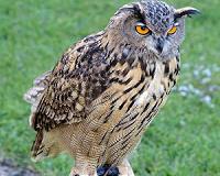Ooowl, that hurt! Rogue bird sows terror in Dutch city