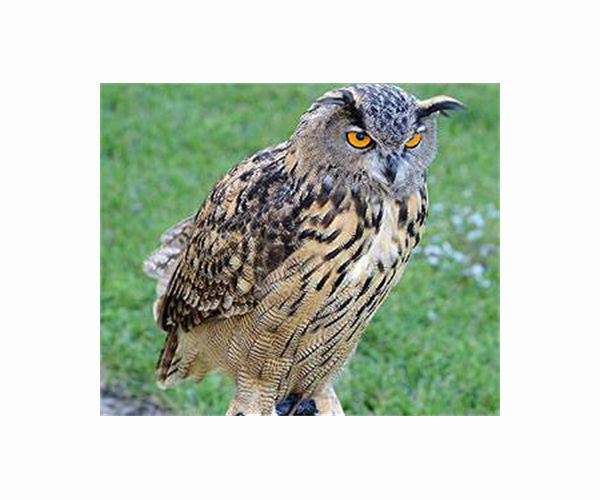 Eurasian eagle owl pellets offer records of threatened giant bush-crickets