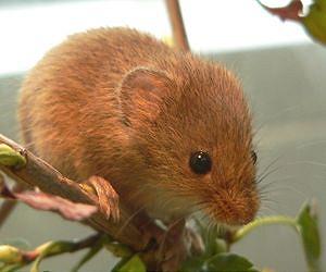 Huge hamsters and pint-sized porcupines thrive on islands
