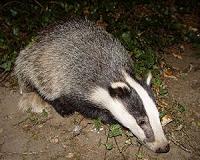 Europe's largest badger study finds rare long-distance movements