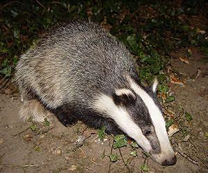 Britain set to cull thousands of badgers