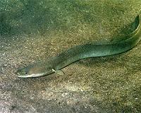 Japan faces record low eel catch, renewing stock fears