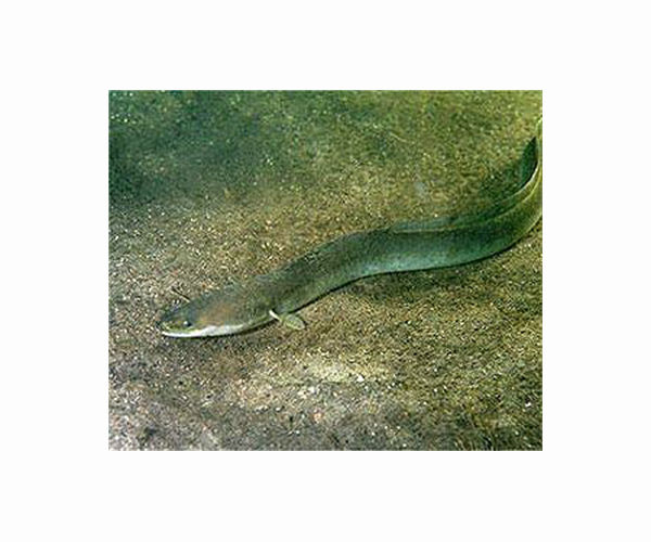 Scientists observe electric eels hunting in groups