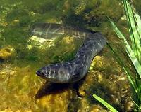 Threatened eels disappear in the deep on their way to the Sargasso Sea