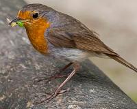 Magnetic Compass Orientation in Birds Builds Case for Bio-Inspired Sensors