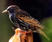 Polluted Prey Causes Wild Birds To Change Their Tune