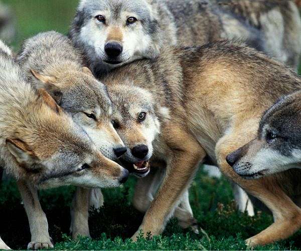 As wolves swoop, Austrians grab guns for cull; as 'killer' wolves spark panic in India